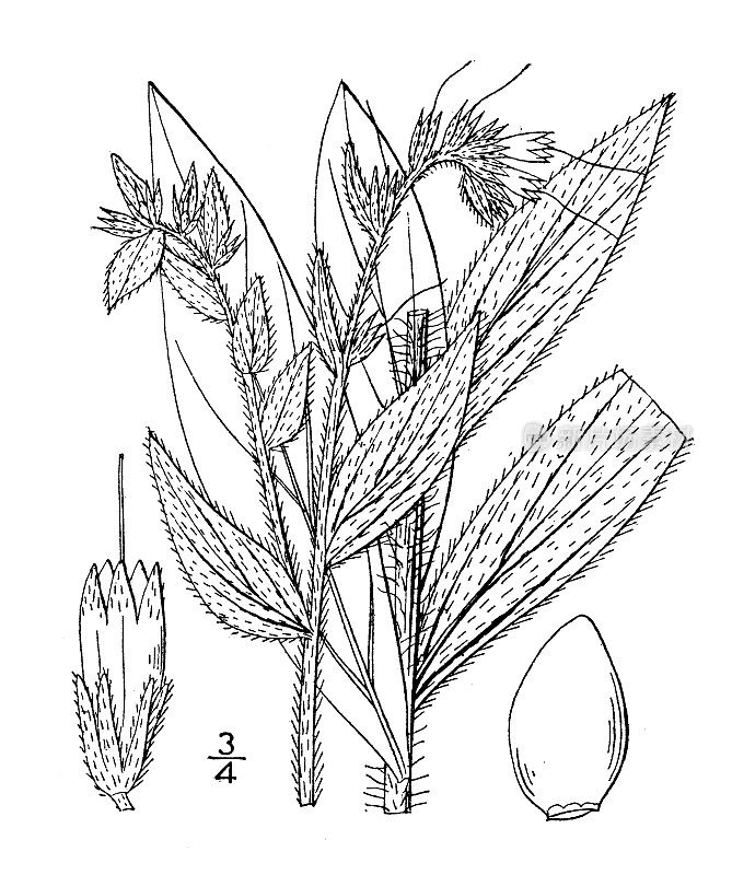 古植物学植物插图:Onosmodium Carolinianum, Shaggy false gromwell